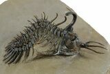 Short-Fork Walliserops Hammi Trilobite - Foum Zguid, Morocco #350488-1